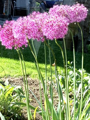 allium-and-mirror