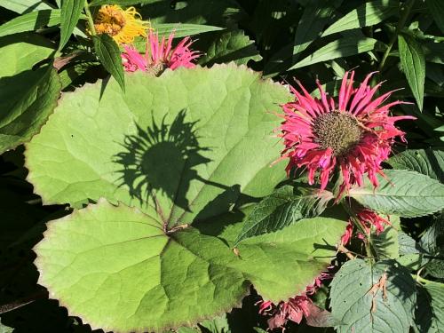 firecracker-beebalm-and-shadows
